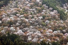 Cherry blossoms in Yoshino, western Japan