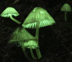 Bioluminescent mushrooms in Japan