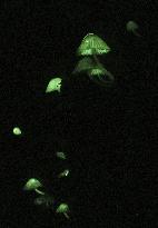 Bioluminescent mushrooms in Japan