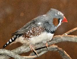 Zebra finch at central Japan zoo