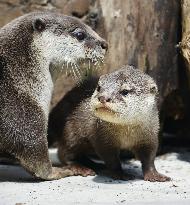 Otter cubs at Yokohama aquarium