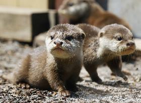 Otter cubs at Yokohama aquarium