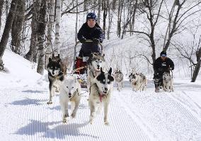 Dog sled tour in northern Japan