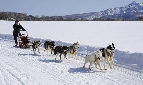 Dog sled tour in northern Japan