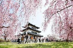Cherry blossoms in northeastern Japan