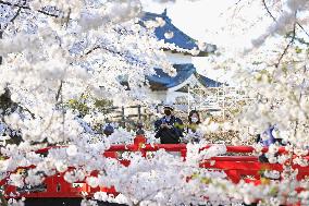 Cherry blossoms in northeastern Japan