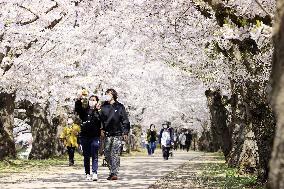 Cherry blossoms in northeastern Japan