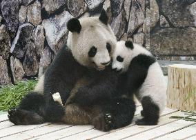 Panda mother, cub in western Japan