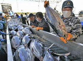 Bonito catch in northeastern Japan