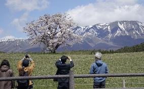 Cherry tree in full bloom in northeastern Japan