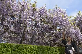 Wisteria flowers at Japanese temple
