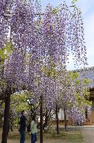 Wisteria flowers at Japanese temple