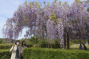 Wisteria flowers at Japanese temple