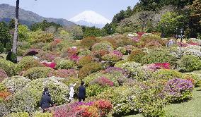 Azaleas in Japan's Hakone