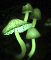 Glowing mushrooms in Japan's Wakayama