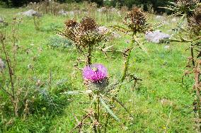 Prokletije National park, Mountains, Carduus, thistle, Rose Chafer, Cetonia aurata