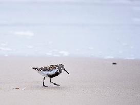 European golden plover on a sea beach