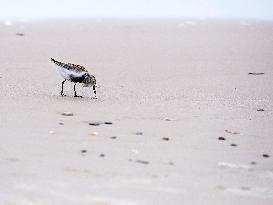 European golden plover on a sea beach