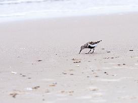 European golden plover on a sea beach