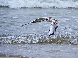 The young gull over the water surface