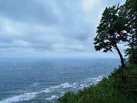 Tree over frothy turbulent sea