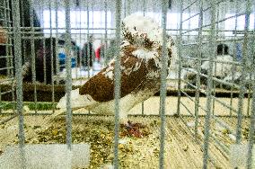 pigeon, Old Dutch Capuchine breed, red, National exhibition of farming animals Chovatel 2017