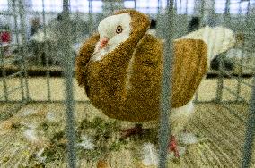 pigeon, Old Dutch Capuchine breed, yellow, National exhibition of farming animals Chovatel 2017