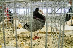 pigeon, Old Dutch Capuchine breed, blue, National exhibition of farming animals Chovatel 2017