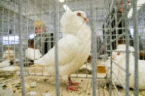 pigeon, Old Dutch Capuchine breed, white, National exhibition of farming animals Chovatel 2017