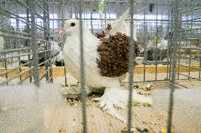 pigeon, Frillback breed, National exhibition of farming animals Chovatel 2017