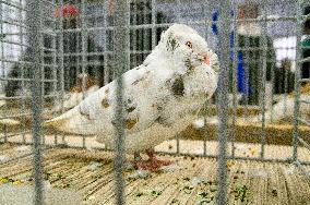 pigeon, Old Dutch Capuchine breed, brown, National exhibition of farming animals Chovatel 2017