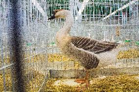 Swan Goose breed, Anser cygnoid, National exhibition of farming animals Chovatel 2018
