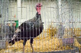 Czech Wild Turkey breed, Meleagris gallopavo f. domestica, National exhibition of farming animals Chovatel 2018