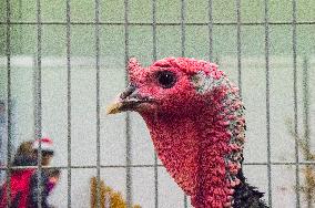 Czech Wild Turkey breed, Meleagris gallopavo f. domestica, National exhibition of farming animals Chovatel 2018