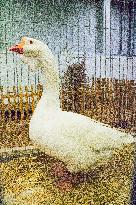 Kholmogorsk Goose breed, Anser anser f. domesticus, National exhibition of farming animals Chovatel 2018