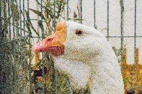 Kholmogorsk Goose breed, Anser anser f. domesticus, National exhibition of farming animals Chovatel 2018
