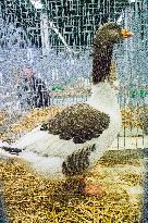 Pomeranian Goose breed, Anser anser f. domesticus, National exhibition of farming animals Chovatel 2018