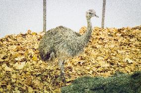 Greater Rhea, Rhea americana, National exhibition of farming animals Chovatel 2018