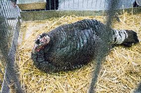 Czech Wild Turkey breed, Meleagris gallopavo f. domestica, National exhibition of farming animals Chovatel 2018