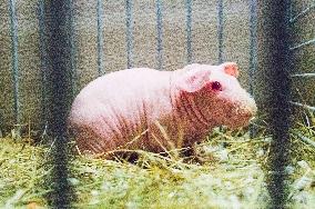 domestic guinea pig, Skinny, rodent, Cavia aperea f. porcellus, National exhibition of farming animals Chovatel 2018 (Animal breeding