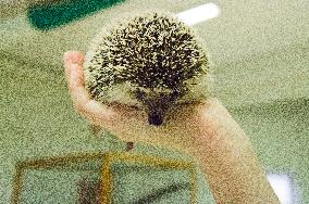 African Pygmy Hedgehog, National exhibition of farming animals Chovatel 2018 (Animal breeding)