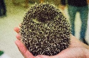 African Pygmy Hedgehog, National exhibition of farming animals Chovatel 2018 (Animal breeding)