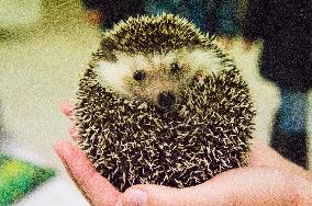 African Pygmy Hedgehog, National exhibition of farming animals Chovatel 2018 (Animal breeding)