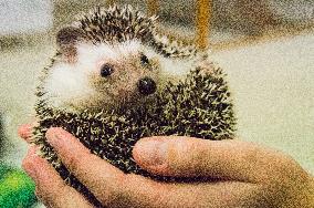 African Pygmy Hedgehog, National exhibition of farming animals Chovatel 2018 (Animal breeding)