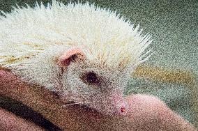 albino African Pygmy Hedgehog, National exhibition of farming animals Chovatel 2018 (Animal breeding)