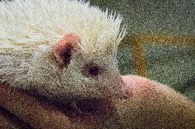 albino African Pygmy Hedgehog, National exhibition of farming animals Chovatel 2018 (Animal breeding)