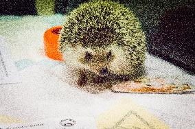African Pygmy Hedgehog, National exhibition of farming animals Chovatel 2018 (Animal breeding)
