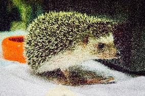 African Pygmy Hedgehog, National exhibition of farming animals Chovatel 2018 (Animal breeding)