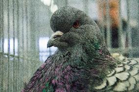 pigeon, Polish Lynx breed, National exhibition of farming animals Chovatel 2018