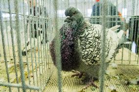 pigeon, Polish Lynx breed, National exhibition of farming animals Chovatel 2018